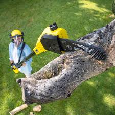 Best Tree Removal Services  in Mpbell, CA